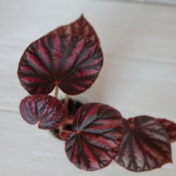 Begonia malaysia_1