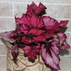 B.Deco Pink