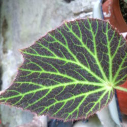 Begonia Chloroneura_1