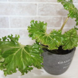 Begonia Crestabruchii