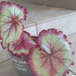 Begonia Raspberry Torte-1
