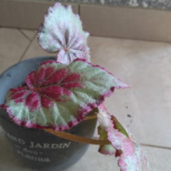 Begonia_Frutta_1