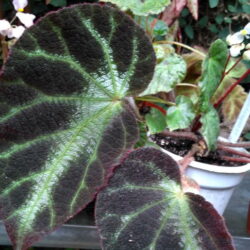 Begonia luochengensis_2 Begonia luochengensis_2