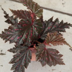 Begonia serratipetala_2 Begonia serratipetala_2
