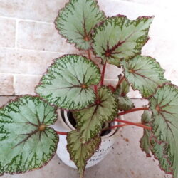 Begonia Chimborazo