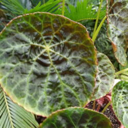 Begonia goegoensis
