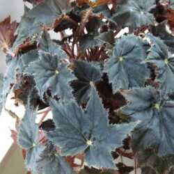 Begonia Black Coffee