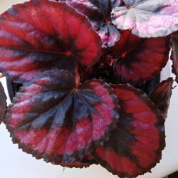 Begonia Red Kiss_1