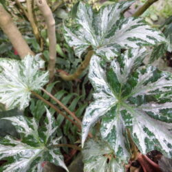 Begonia Silver Star_3