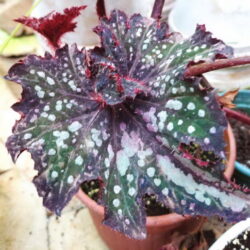 Begonia rex Frances Valentine_1