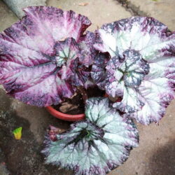 Begonia Satin Shell_3