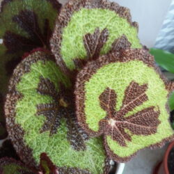 Begonia masoniana Mountain_2 Begonia masoniana Mountain_2