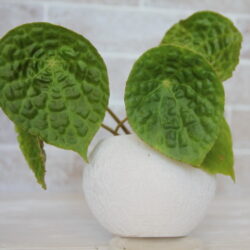 B.phuthoensis_1