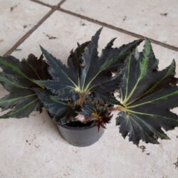 Begonia Breakdance_2