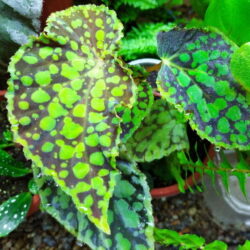 Begonia Chlorosticta_1