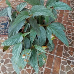 Begonia Hatacoa Silver_1