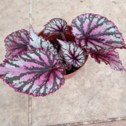 Begonia Lambada_1