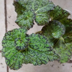 Begonia Lospe-tu