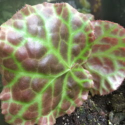 Begonia Rajah_2