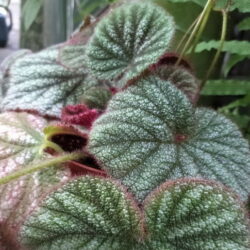 Begonia Wanda_2