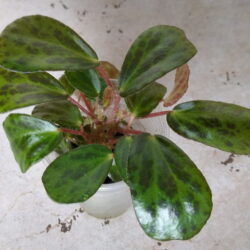 Begonia blancii