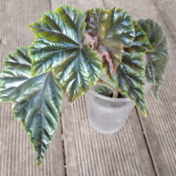 Begonia metallica_1 Begonia metallica_1