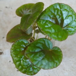Begonia xanthine hook var lazuli
