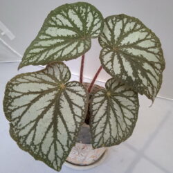Begonia U400_1