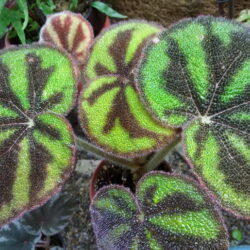 Begonia Variegata