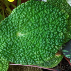 Begonia stautdii_2