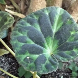 Begonia barsalouxiae_1
