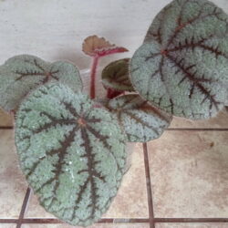 Begonia debaoensis_2