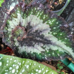 Begonia Carmen_1