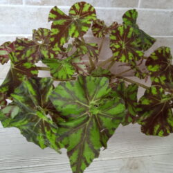 Begonia Zumba_3