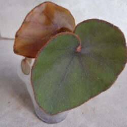 Begonia lyman-smithii_4