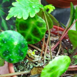 Begonia kingiana_1