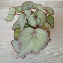 begonia silver light_3