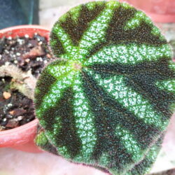Begonia kui_1