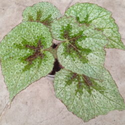 Begonia masoniana Триколор
