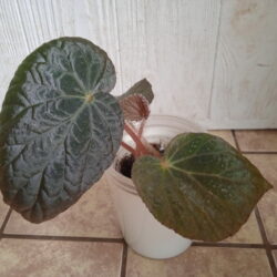 Begonia metachroa_2