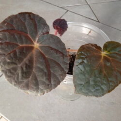 B.Xanthina Hook var.Lazuli