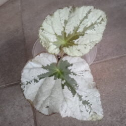 Begonia U 489