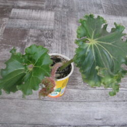 Begonia Hocking Hustler_2