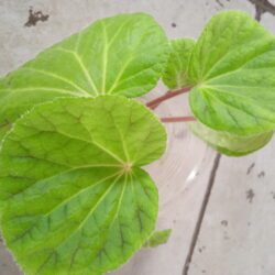 Begonia murina