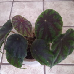 Quadrialata ssp. nimbaensis