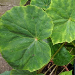 Begonia Fenicis_2