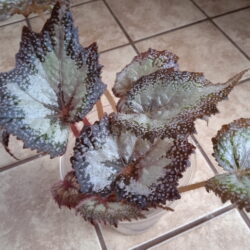 Begonia Snow Storm