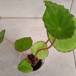 Begonia scapigera