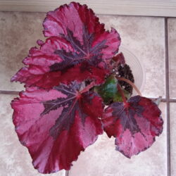 Begonia Miami Storm