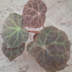 Begonia Mumtaz_1